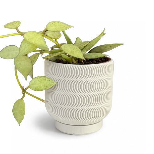 Echo Planter - 2.5"