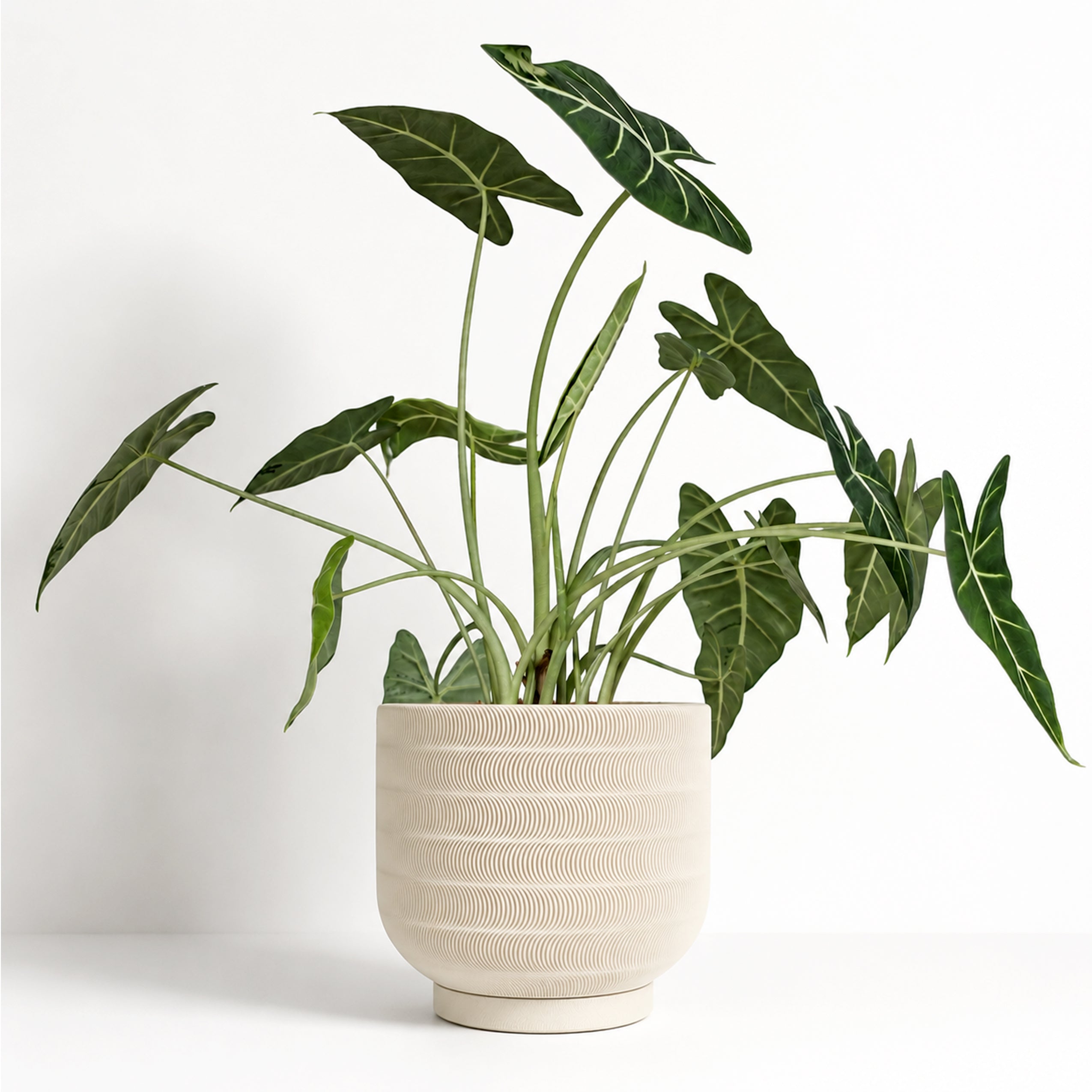 Echo Planter - 8"