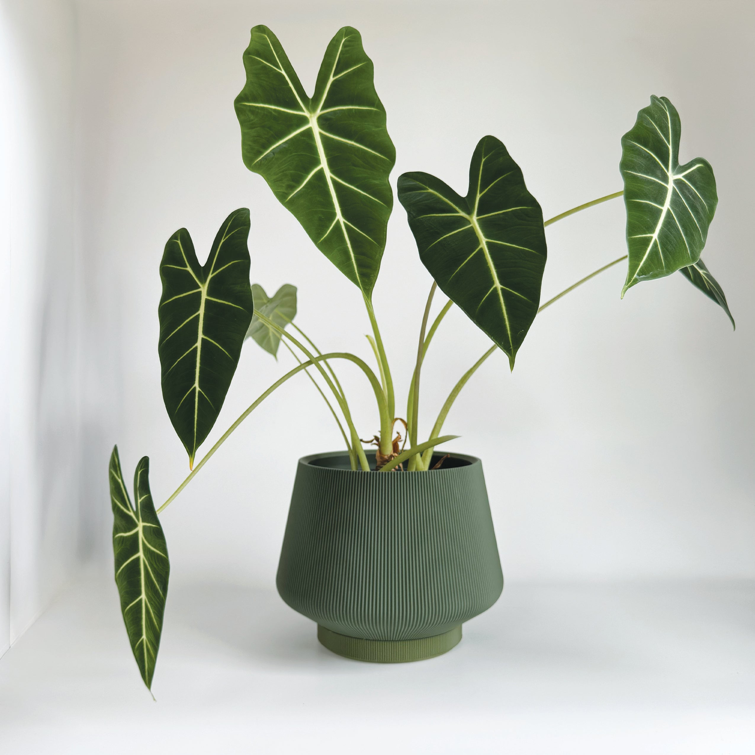 Wine Planter - 8"